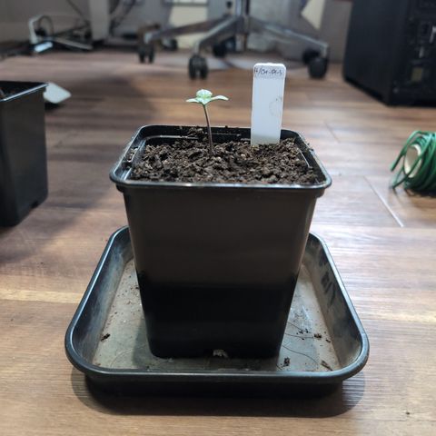H/01-P1 growlog timeline photo
