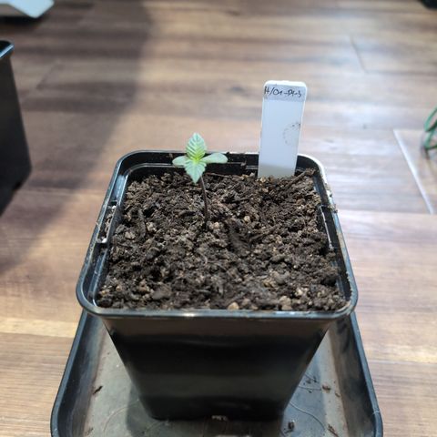H/01-P1 growlog timeline photo
