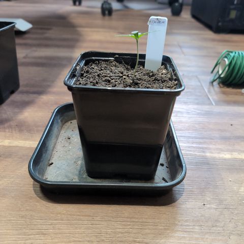 H/01-P1 growlog timeline photo