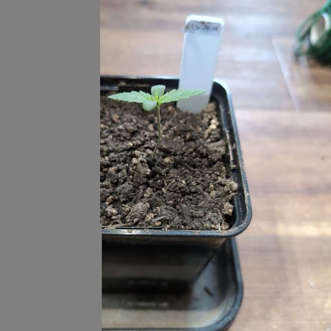 H/01-P1 growlog timeline photo