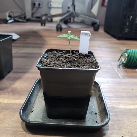 H/01-P1 growlog timeline photo
