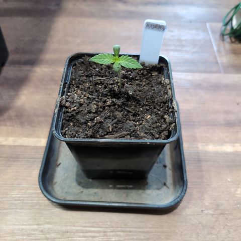 H/01-P1 growlog timeline photo