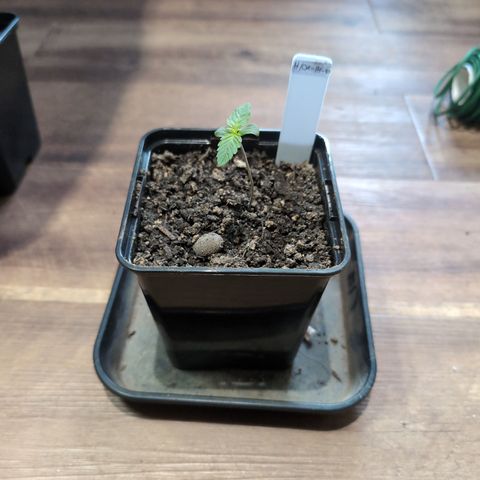 H/01-P1 growlog timeline photo