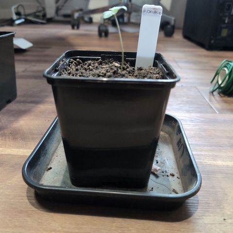 H/01-P1 growlog timeline photo