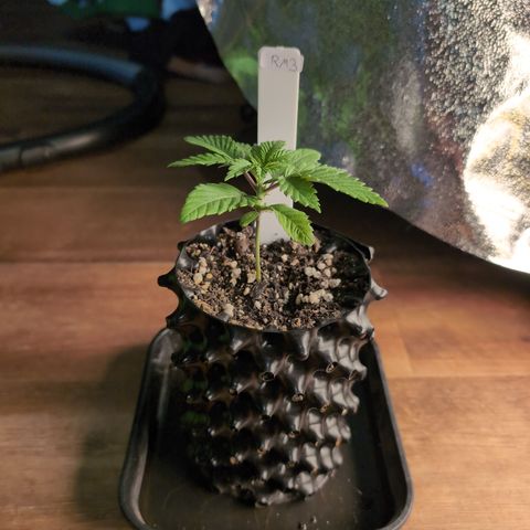 Runtz Muffin 3 growlog timeline photo