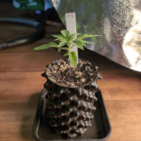 Runtz Muffin 2 growlog timeline photo