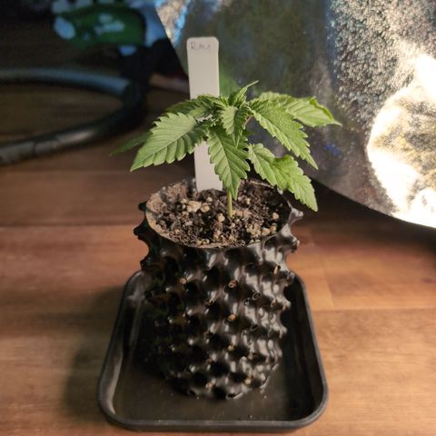 Runtz Muffin 1 growlog timeline photo