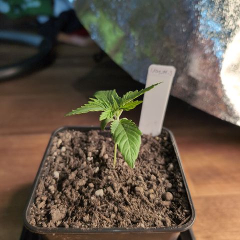 I/01-F1 growlog timeline photo