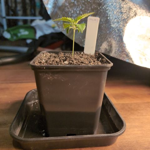 I/01-F1 growlog timeline photo