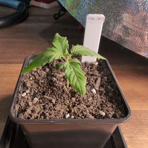 I/01-F1 growlog timeline photo