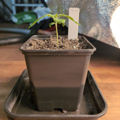 I/01-F1 growlog timeline photo