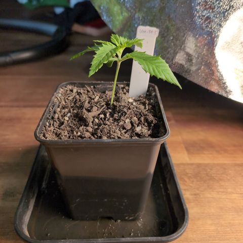 I/01-F1 growlog timeline photo