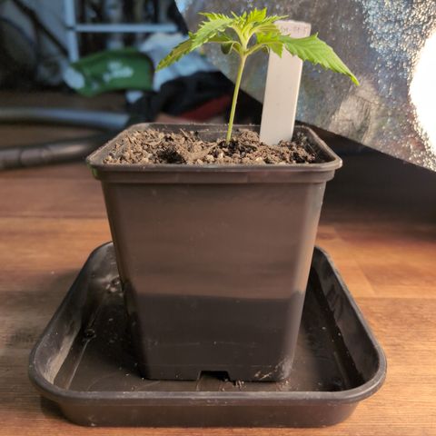 I/01-F1 growlog timeline photo