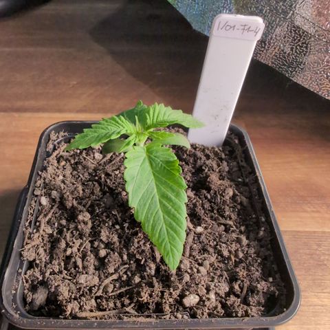 I/01-F1 growlog timeline photo
