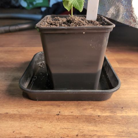 I/01-F1 growlog timeline photo