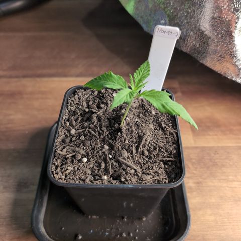 I/01-F1 growlog timeline photo
