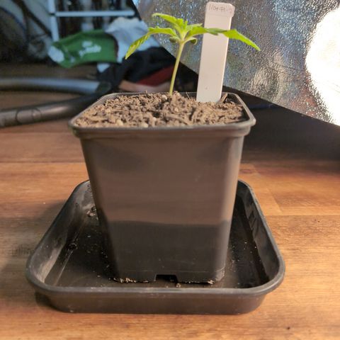 I/01-F1 growlog timeline photo
