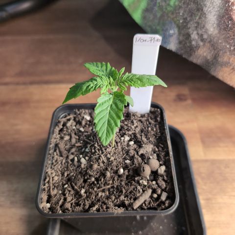 I/01-F1 growlog timeline photo