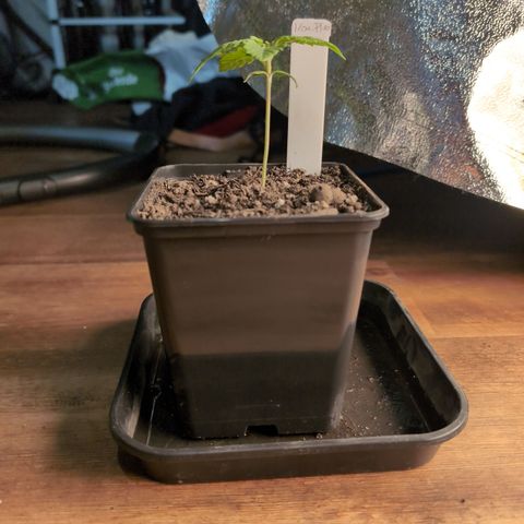 I/01-F1 growlog timeline photo