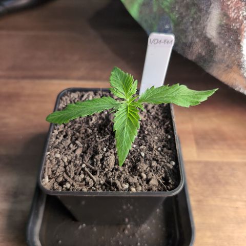 I/01-F1 growlog timeline photo