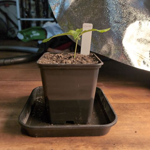 I/01-F1 growlog timeline photo
