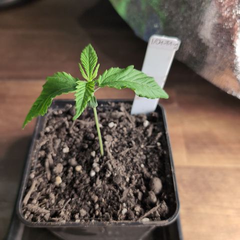 I/01-F1 growlog timeline photo