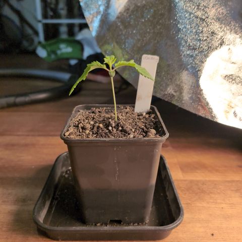 I/01-F1 growlog timeline photo