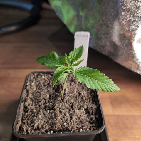 I/01-F1 growlog timeline photo