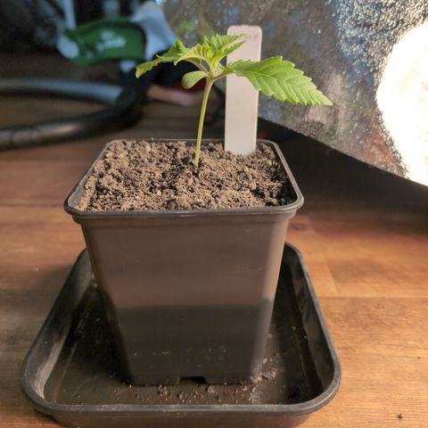 I/01-F1 growlog timeline photo