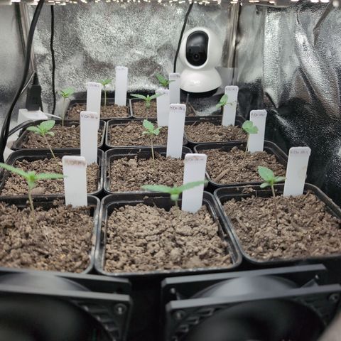 H/01-P1 growlog timeline photo