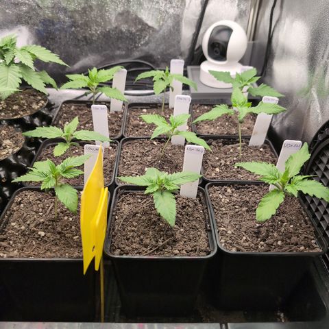 I/01-F1 growlog timeline photo