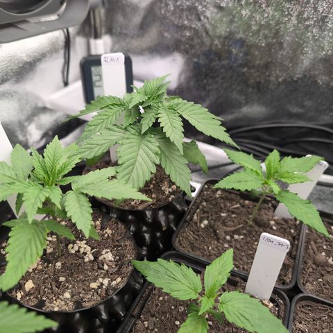 Runtz Muffin 1 growlog timeline photo