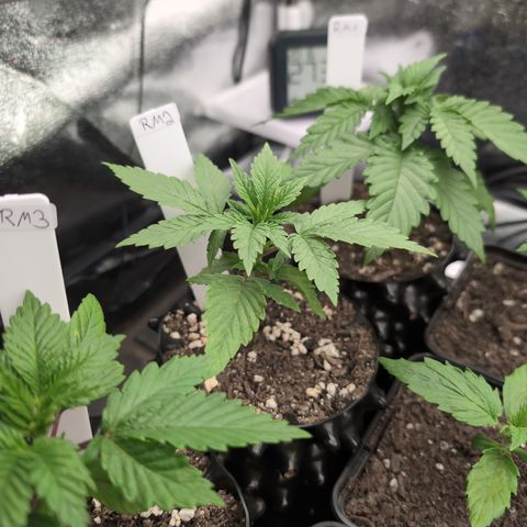 Runtz Muffin 2 growlog timeline photo