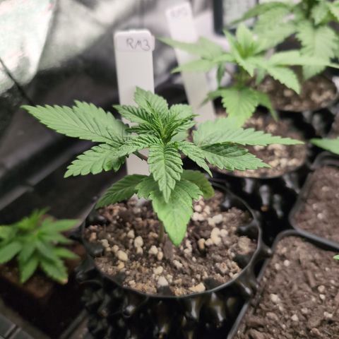 Runtz Muffin 3 growlog timeline photo