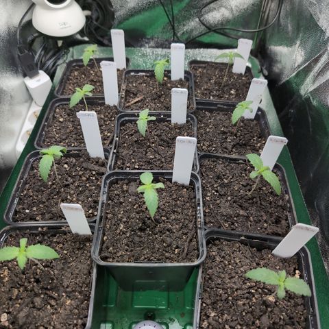H/01-P1 growlog timeline photo