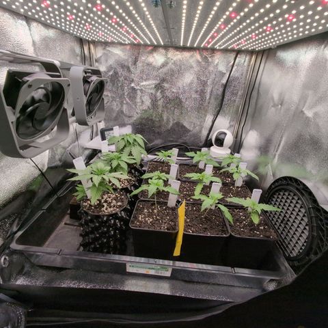I/01-F1 growlog timeline photo