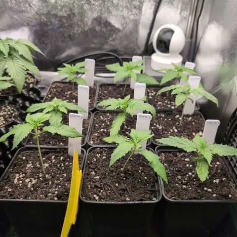 I/01-F1 growlog timeline photo