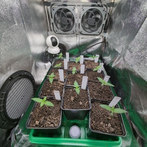 H/01-P1 growlog timeline photo