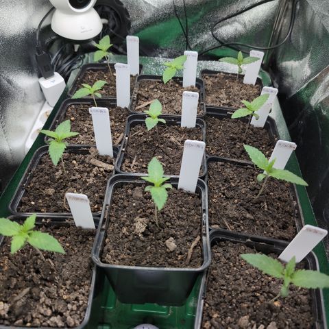 H/01-P1 growlog timeline photo