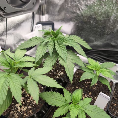Runtz Muffin 1 growlog timeline photo