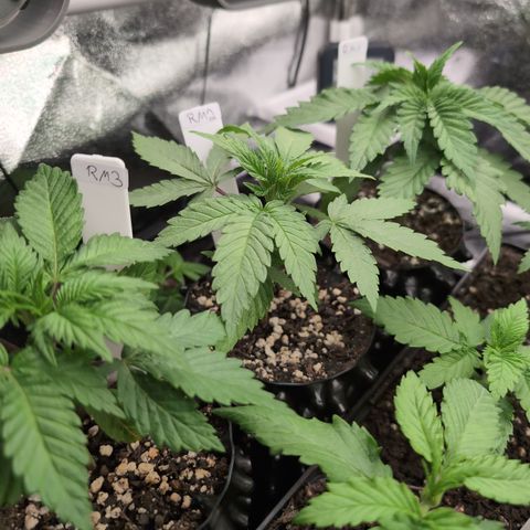 Runtz Muffin 2 growlog timeline photo
