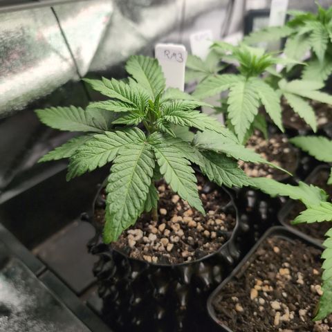 Runtz Muffin 3 growlog timeline photo