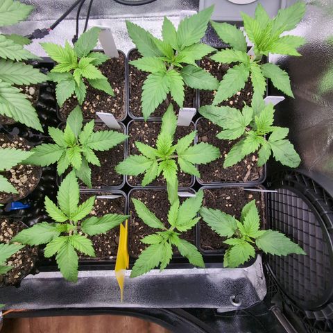 I/01-F1 growlog timeline photo