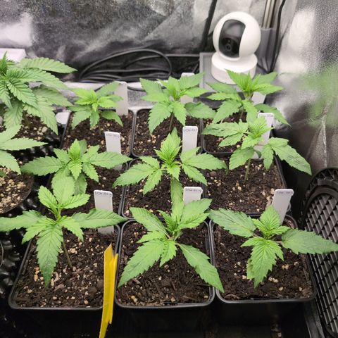 I/01-F1 growlog timeline photo