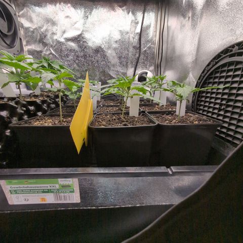 I/01-F1 growlog timeline photo