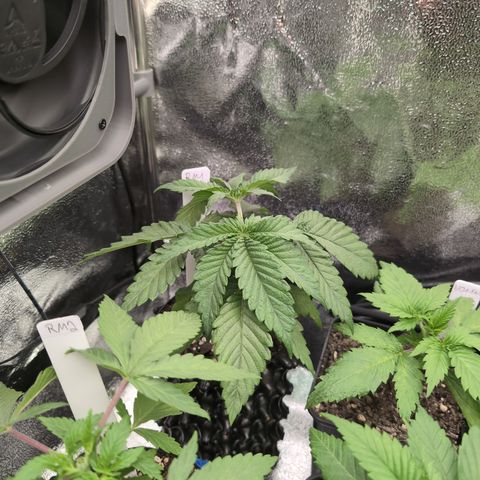 Runtz Muffin 1 growlog timeline photo