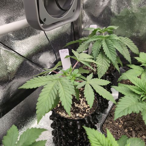 Runtz Muffin 2 growlog timeline photo