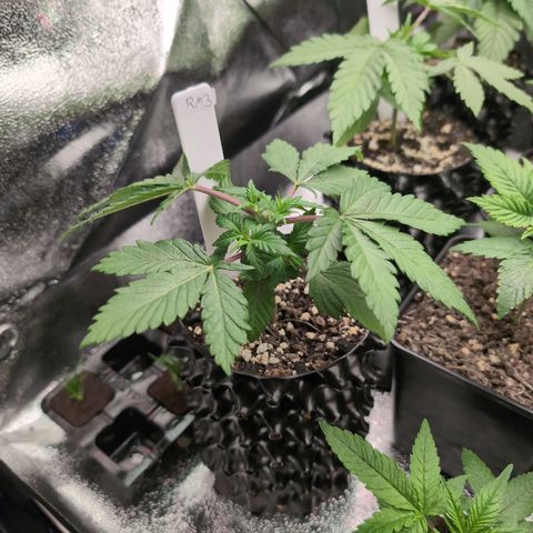 Runtz Muffin 3 growlog timeline photo