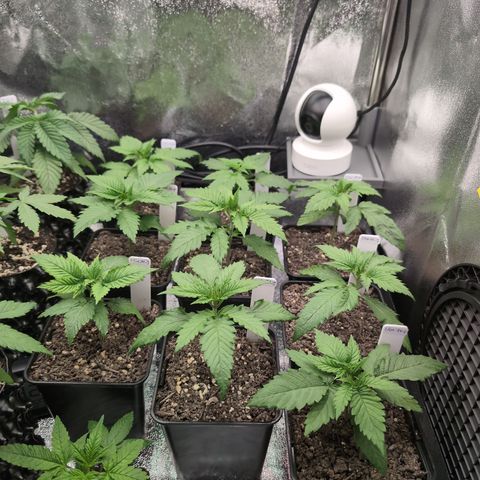 I/01-F1 growlog timeline photo