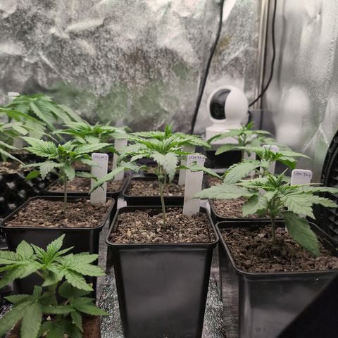 I/01-F1 growlog timeline photo